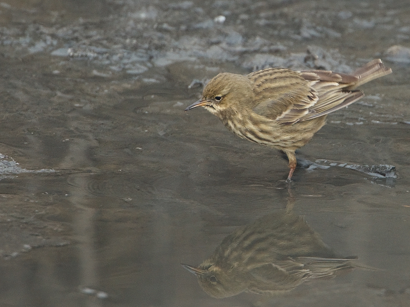 Anthus petrosus Oeverpieper Rock Pipit